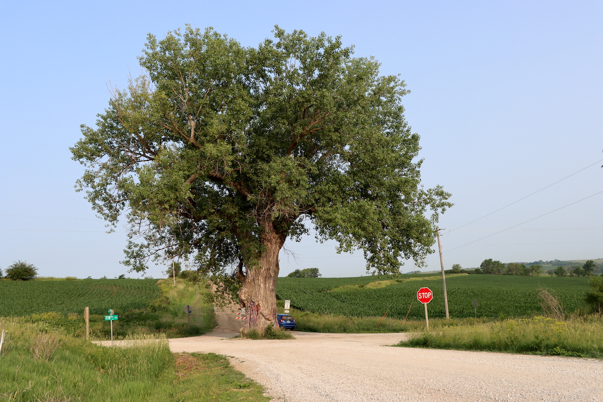 Tree In The Middle Of The Road